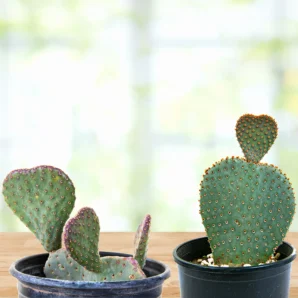beavertail prickly pear