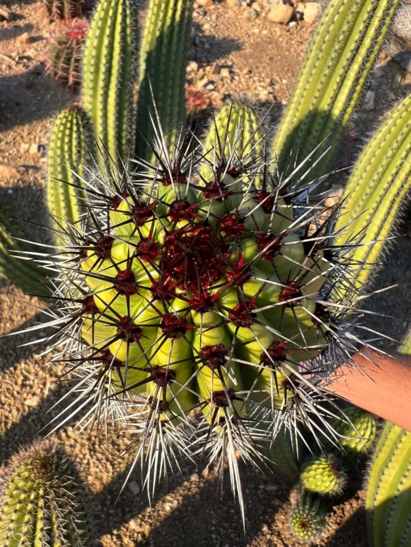 Organ Pipe Cactus - Image 4
