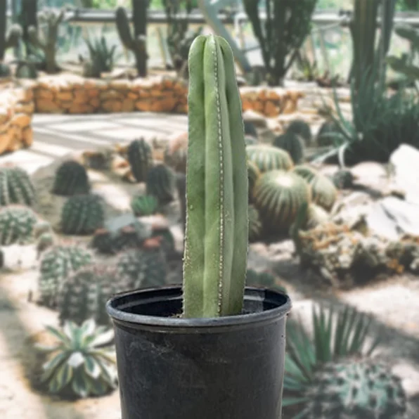 mexican fence post cactus