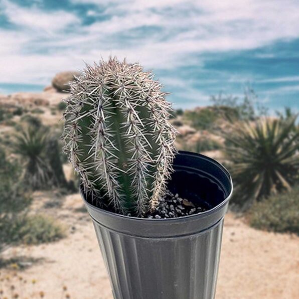 saguaro cactus
