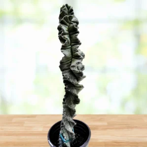 cereus twist cactus