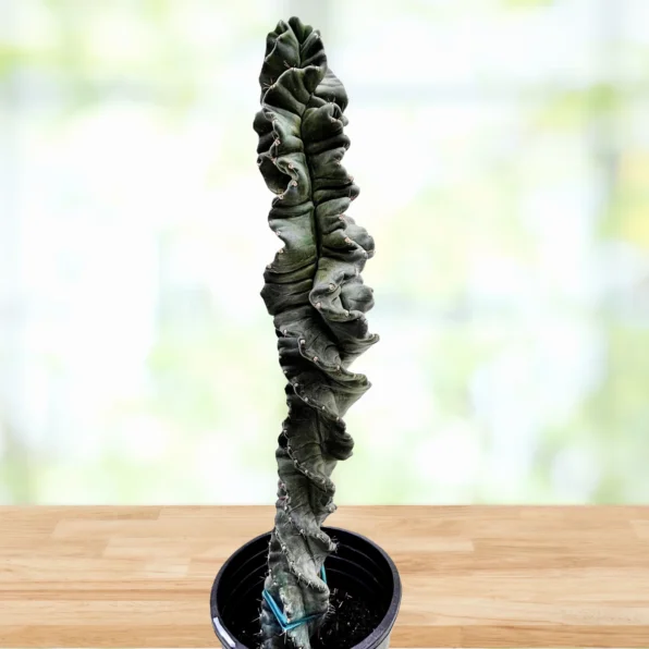 cereus twist cactus