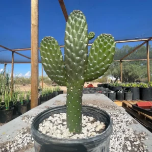 cowboy prickly pear