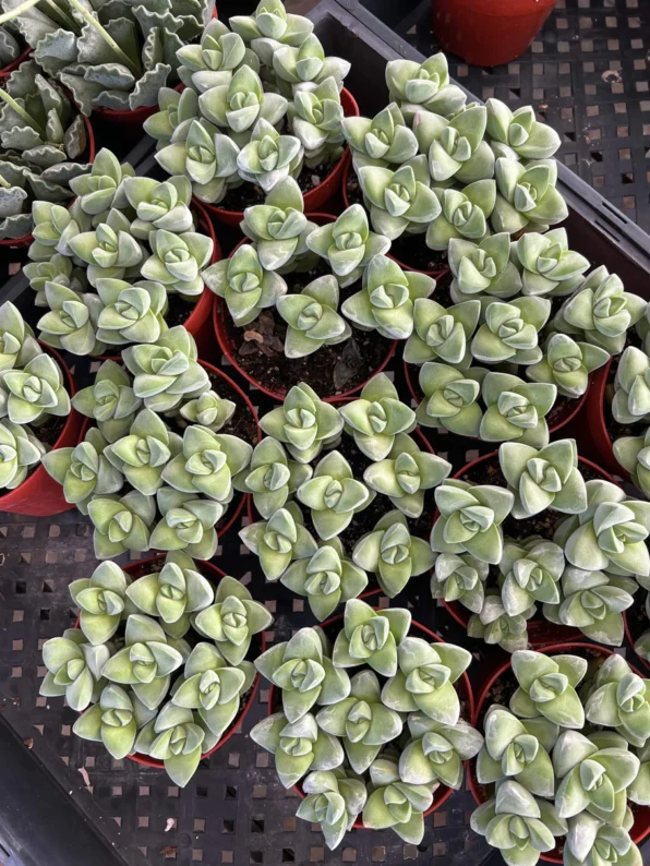 crassula 'moonglow'