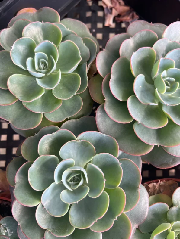 Alt text Buy cactus online"