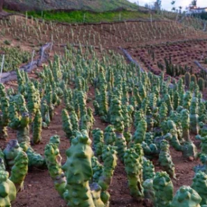 cowboy prickly pear