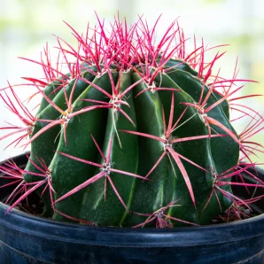 ferocactus pringlei