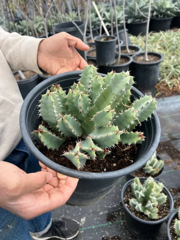 the euphorbia resinifera