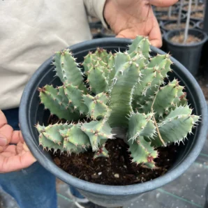 the euphorbia resinifera