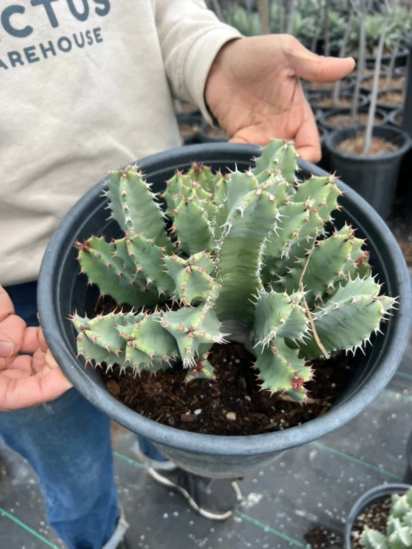 the euphorbia resinifera