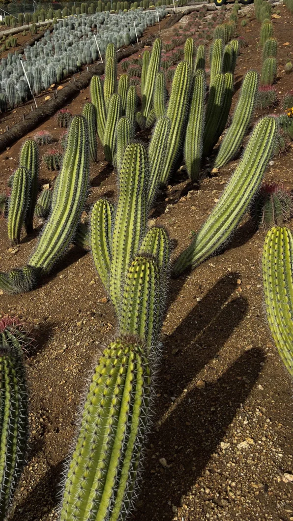 Organ Pipe Cactus - Image 5