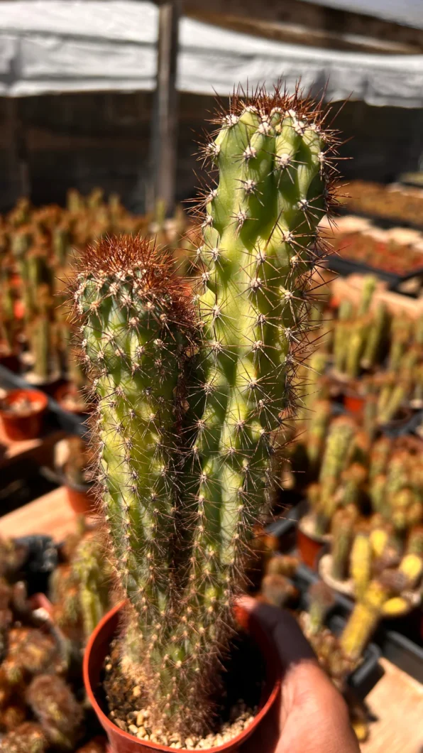cereus repandus f. monstrose