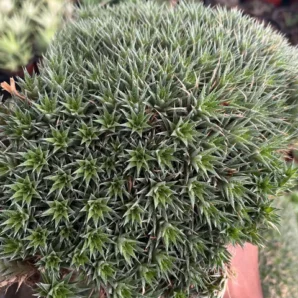cushion plant (deuterocohnia brevifolia)