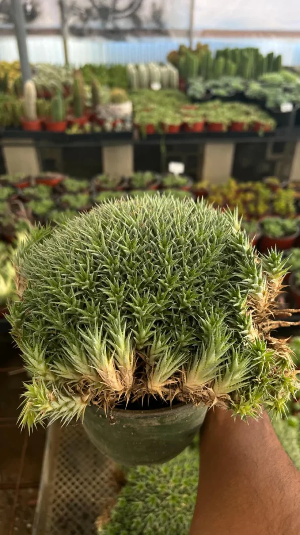 cushion plant (deuterocohnia brevifolia)