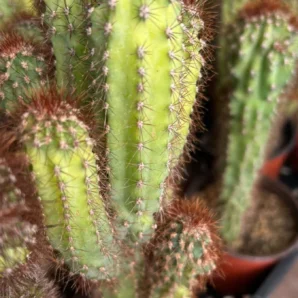 cereus repandus f. monstrose