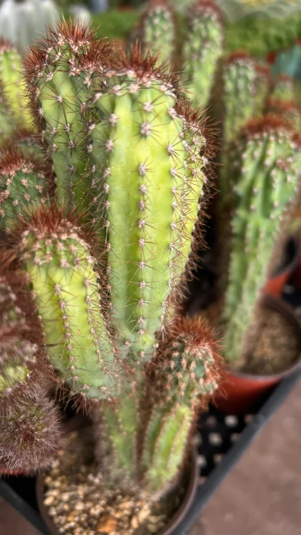 cereus repandus f. monstrose