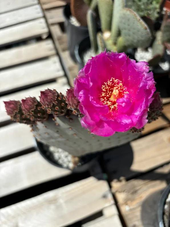 beavertail prickly pear