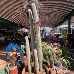 silver torch cactus