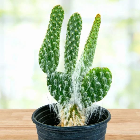 "snow white" prickly pear