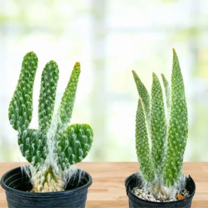 "snow white" prickly pear