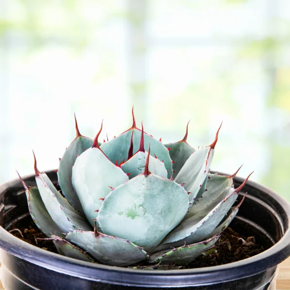 agave parryi truncata