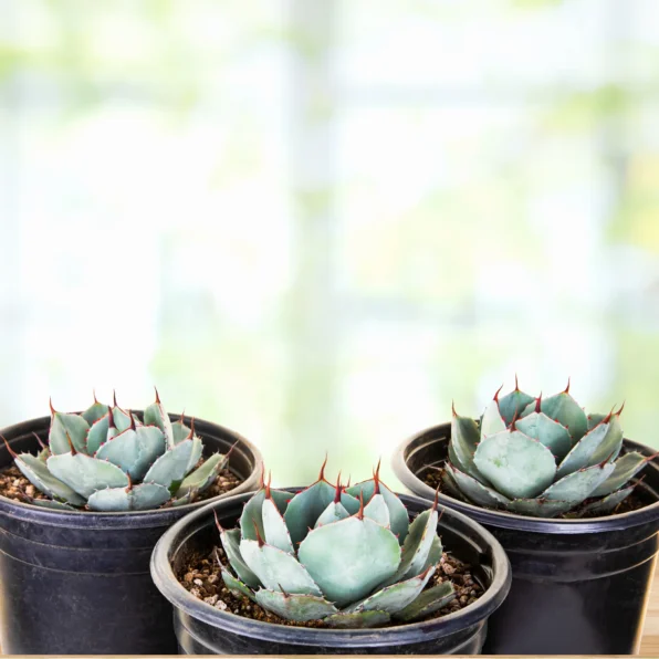 agave parryi truncata