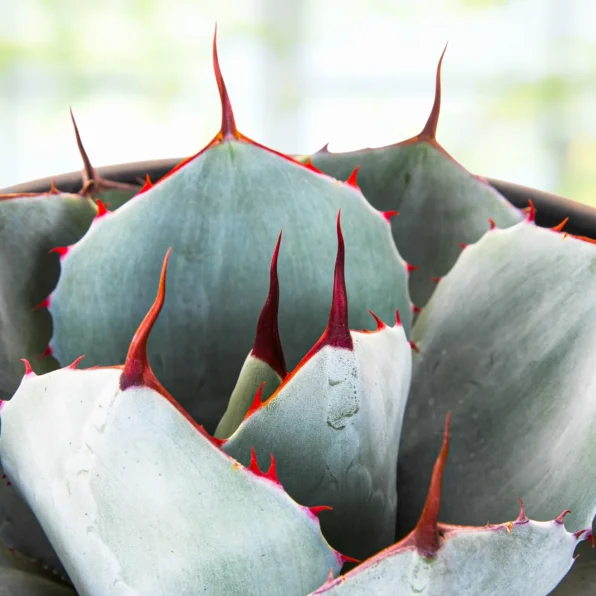 agave parryi truncata