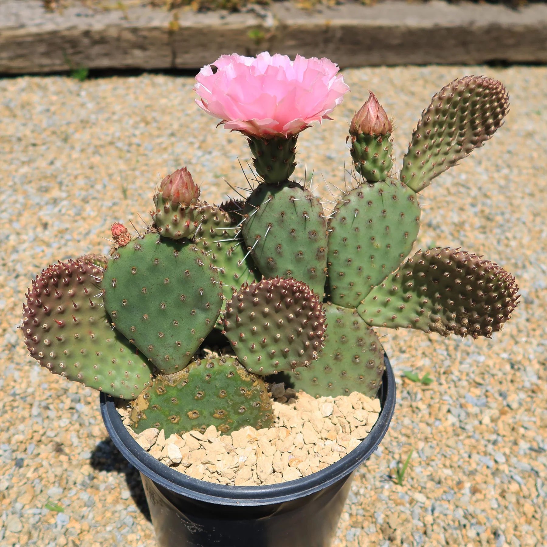 Peyote cactus for sale