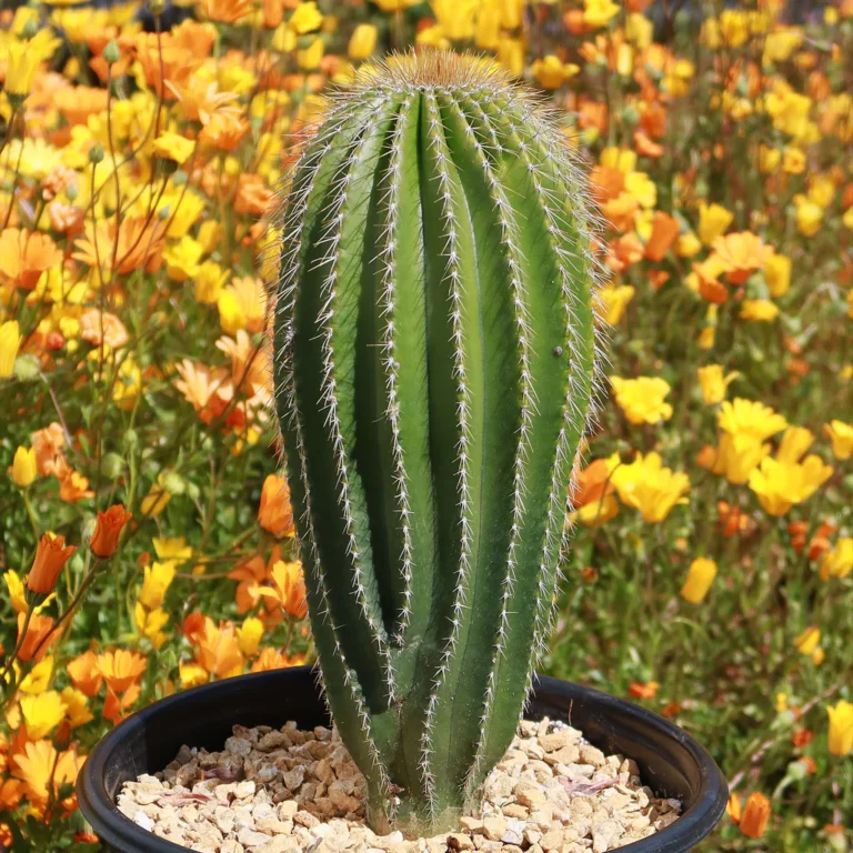 cactus grown