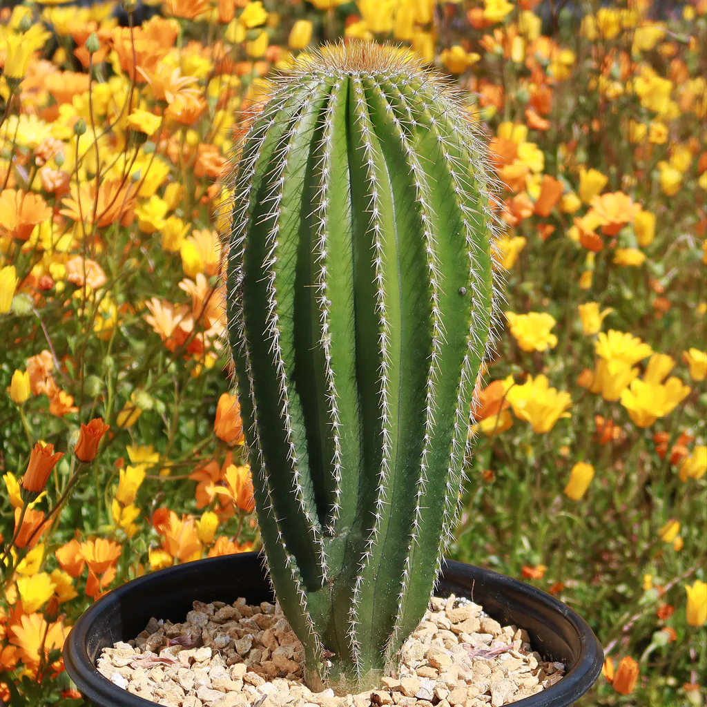 order cactus online