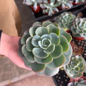 Buy cactus online