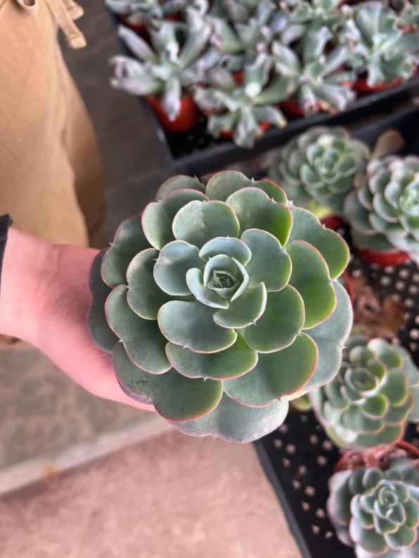 Buy cactus online