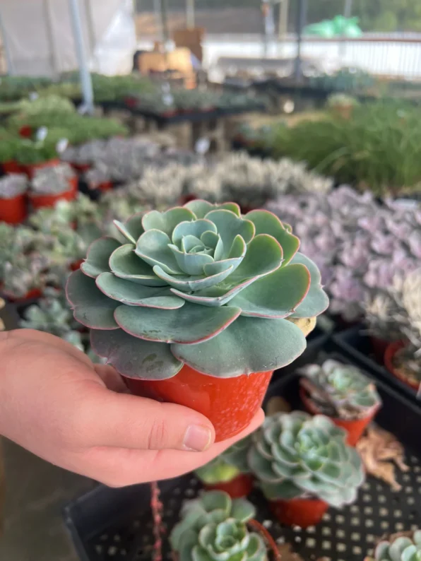 Echeveria 'Imbricata' - Image 3