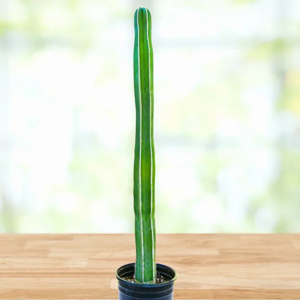 mexican fence post cactus