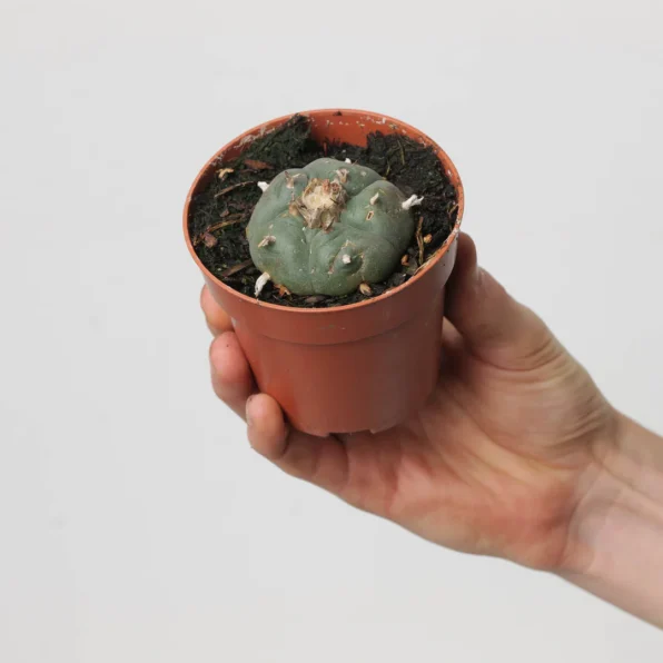 lophophora diffusa v koike cluster (peyote)