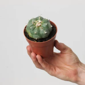 lophophora williamsii | peyote cactus