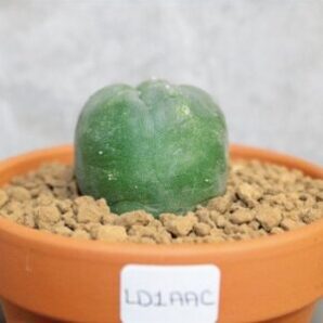 lophophora diffusa 2 3cm (peyote)