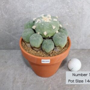 lophophora diffusa v koike cluster (peyote)