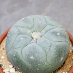 lophophora fricii v. yatagai 6.0 6.5cm (peyote)