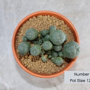 lophophora williamsii caespitosa – 12cm pot size (peyote)