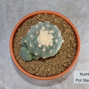lophophora diffusa v koike (double head peyote)