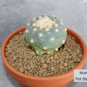 peyote – lophophora fricii hybrid
