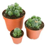 Peyote cactus