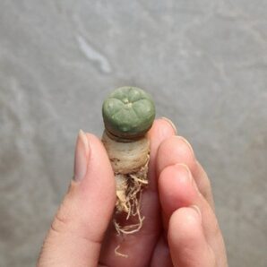 peyote seedling (lophophora williamsii)