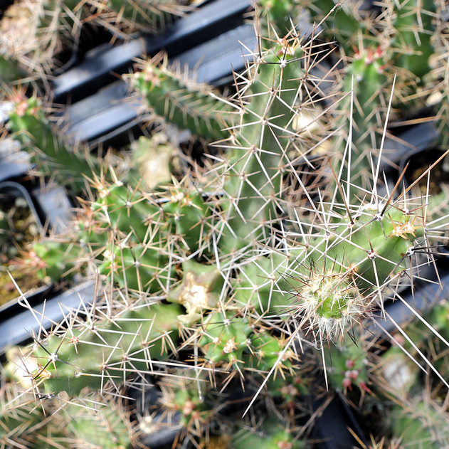 Echinocereus_pentalophus