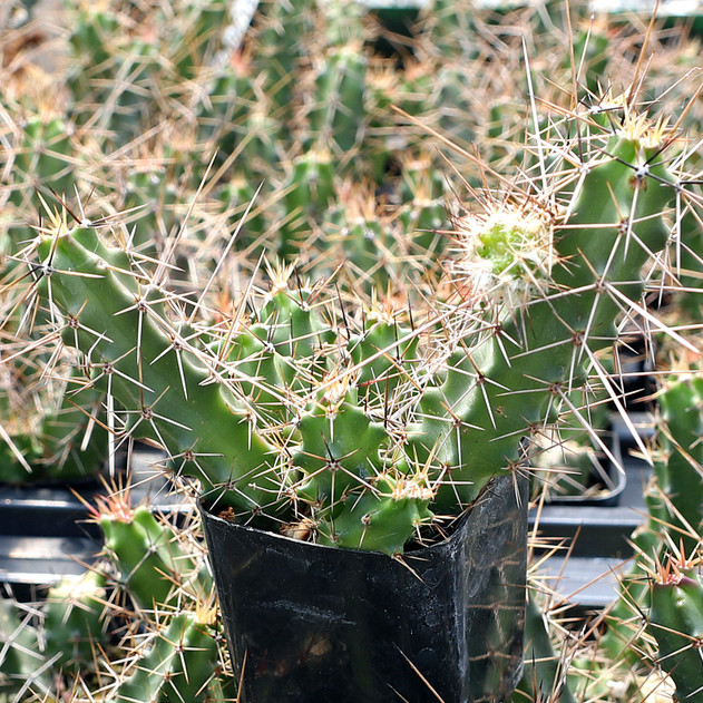 Echinocereus_pentalophus2