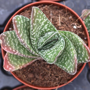 gasteria brevifolia succulent for sale