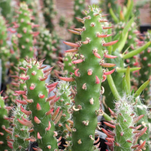 austrocylindropuntia subulata eve’s needle cactus for sale