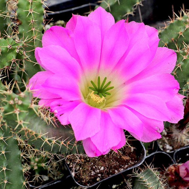 echinocereus_pentalophus_flower