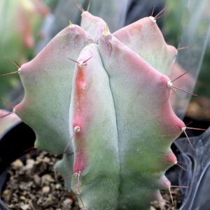 stenocereus pruinosus gray ghost columnar cactus for sale